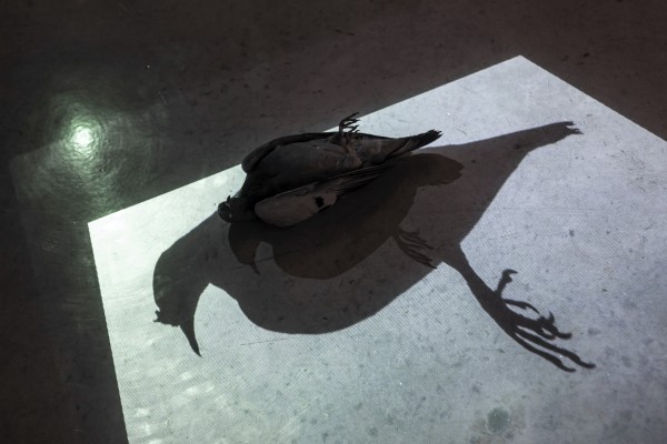 <span class='caption-artist'>Juan Zamora</span>, <span class='caption-title'>Dead pigeon with its shadow singing</span>, <span class='caption-year'>2012</span>