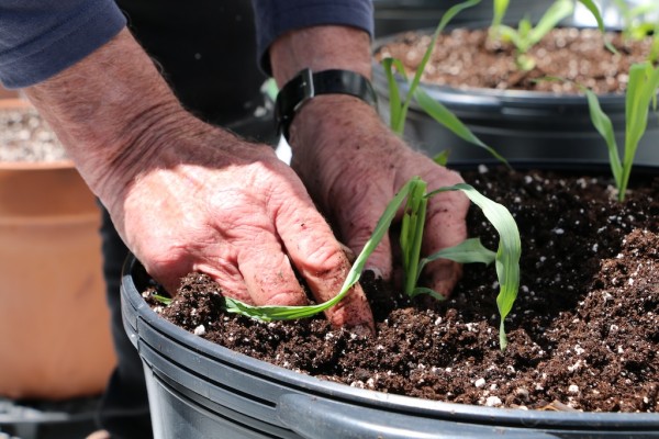 Installation view, 'CORN = LIFE' at Industrial Arts, photo by Olivia Mossuto