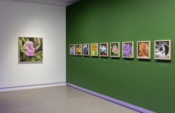 Installation view, 'Botannica Tirannica' at the Koffler Gallery