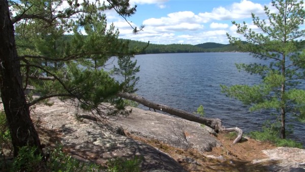 Jon Sasaki, video still, Jack Pine, 8' Camera Crane, 2010