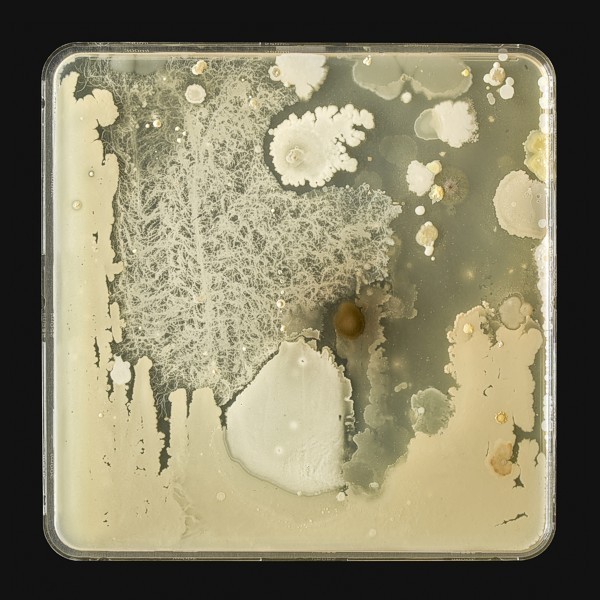 <span class='caption-artist'>Jon Sasaki</span>, <span class='caption-title'>Microbes Swabbed From a Palette Used by Tom Thomson</span>, <span class='caption-year'>2013</span>