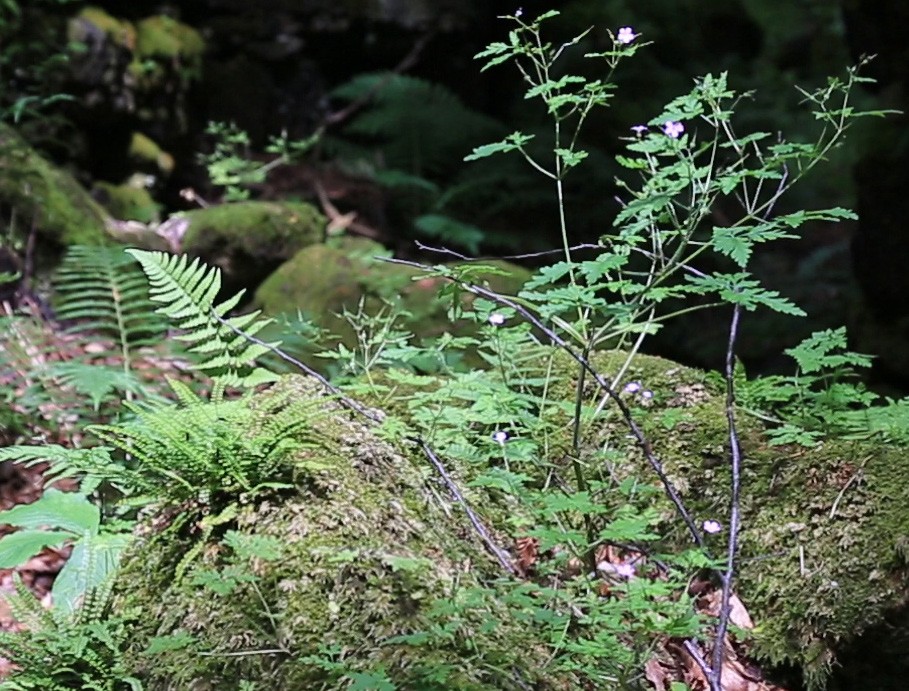 <span class='caption-artist'>Public Studio</span>, <span class='caption-title'>This Place, Neyaashiinigmiing</span>, <span class='caption-year'>2019</span>